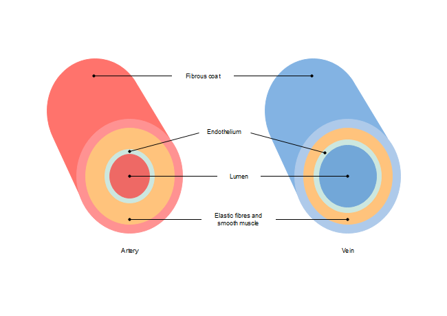 Blood vessel Diagram